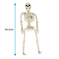 Posable Halloween Skeleton 85cm