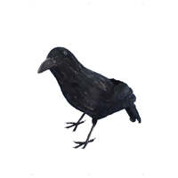 Black Feathered Crow