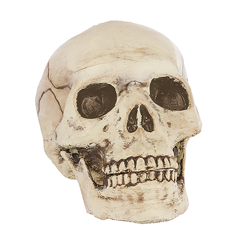 Jointed Mouth Plastic Skull Head