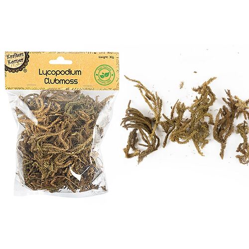 Lycopodium Clubmoss Natural