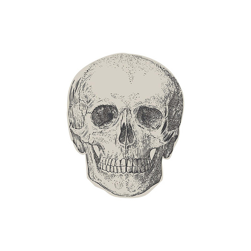 Creepy Chic Skull Paper Napkin 16 Pack