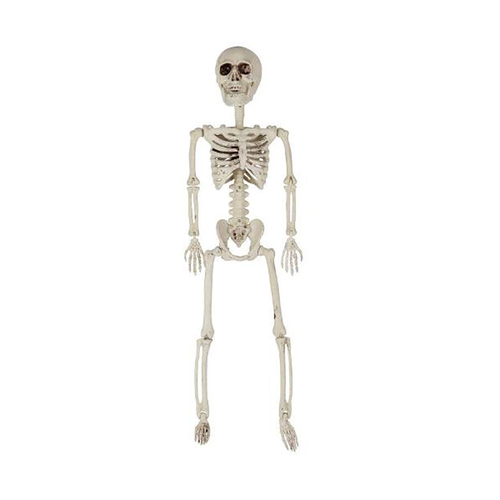 Skeleton Posable 60x14x7cm