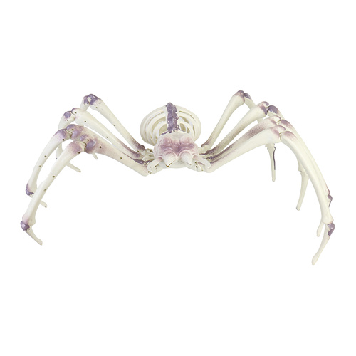 Skeleton Spider 80cm