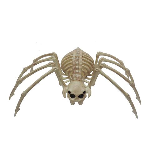 Skeleton Wolf Spider 37cm